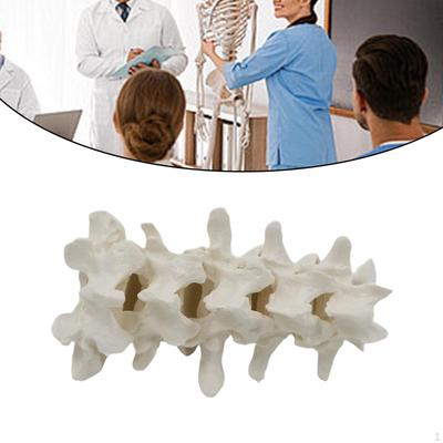 Human Spine Model Demonstration Educational Tool Teaching Classroom for Boys and