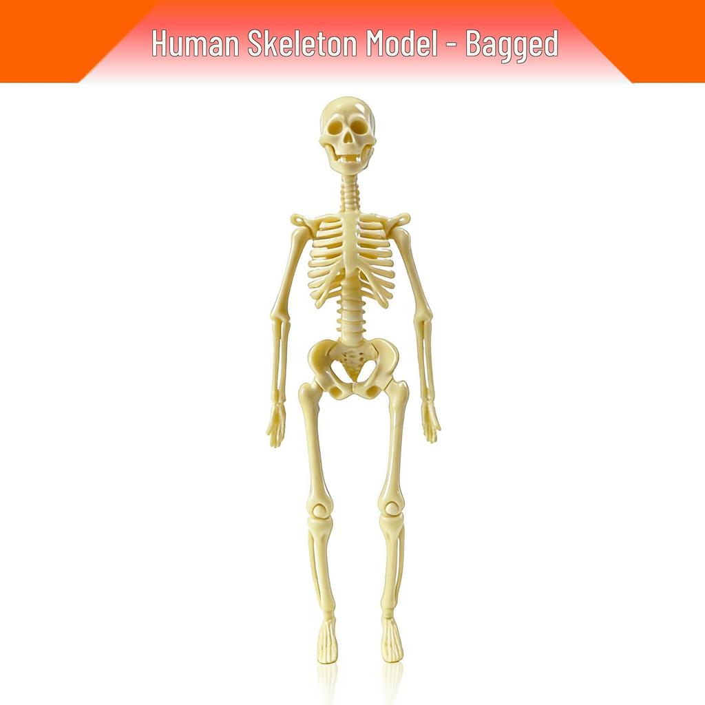 Children's Educational Human Anatomy Model - Skeleton & Organ Structure Toy for Medical Teaching