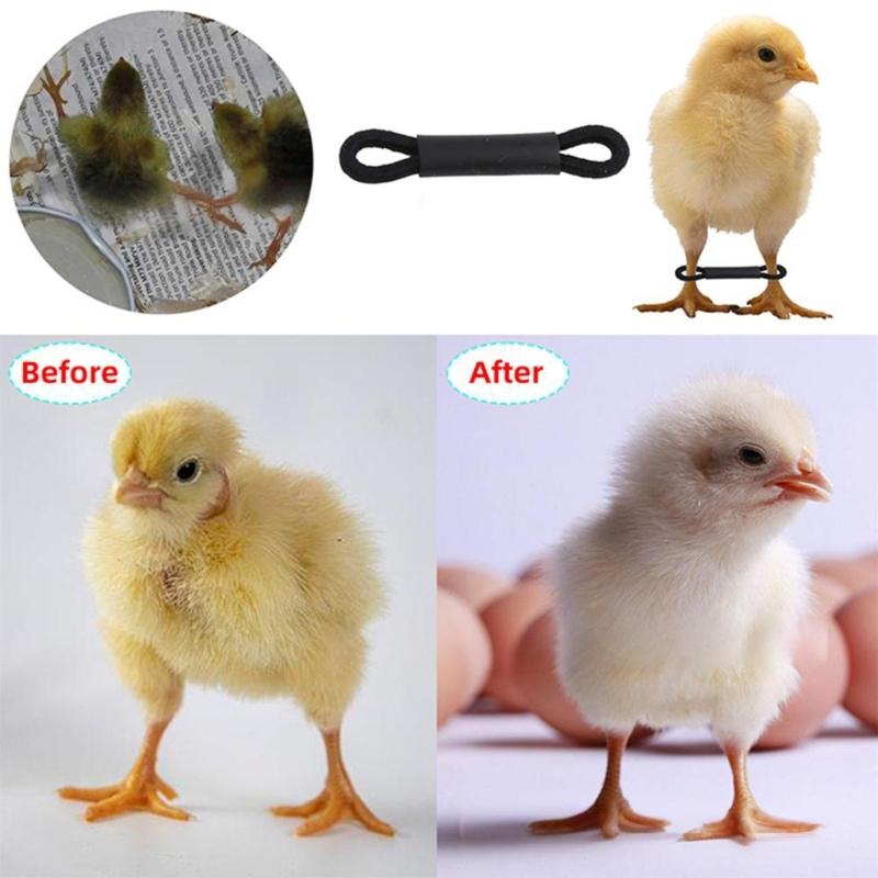 50/100Pcs Chicken Leg Bands Adjustable Hobbling Chicken Hobble Brace for Puddle Leg Repair Bird Quail Ducks Hatched