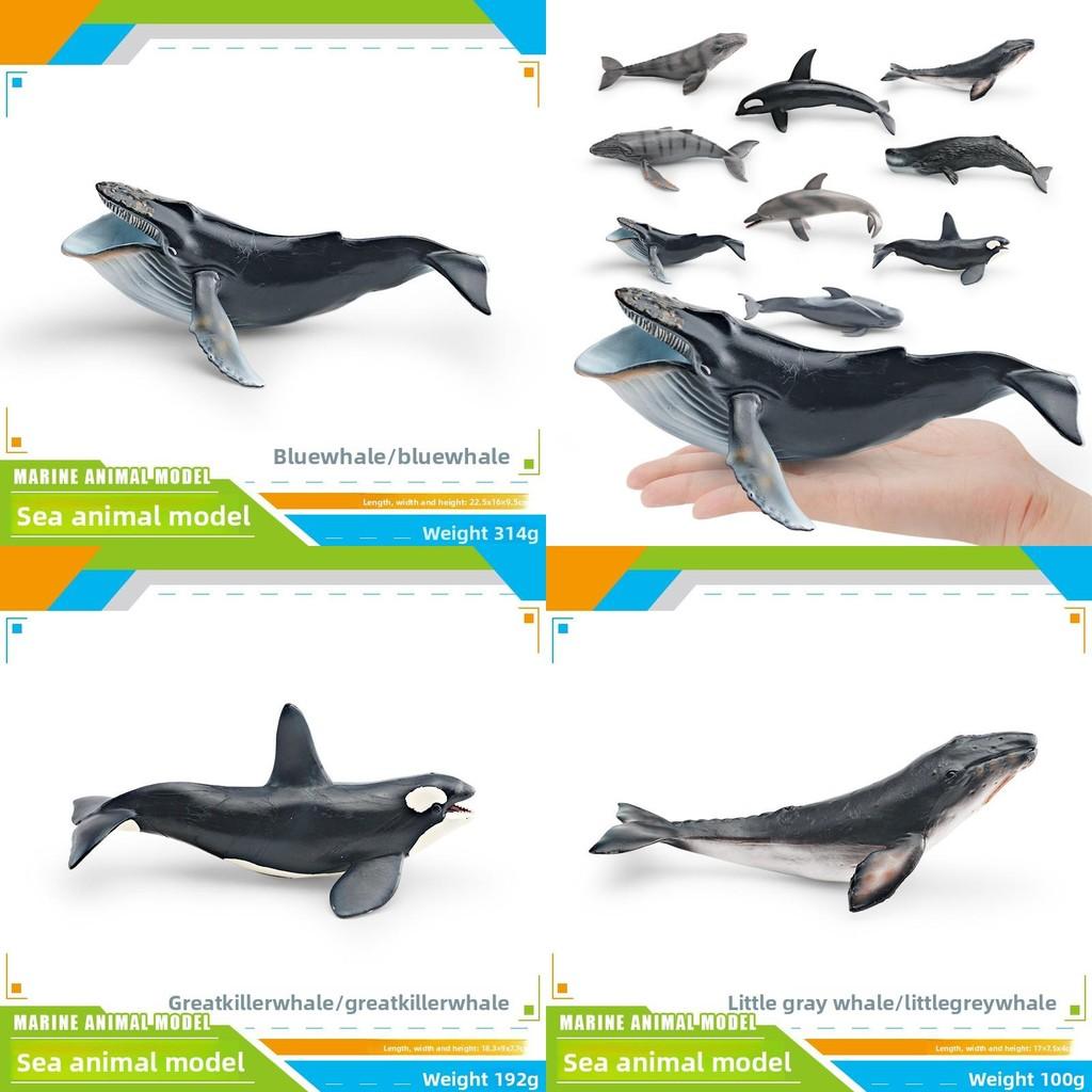 Ensemble de modèles en PVC d'animaux marins pour enfants avec des figures de cétacés réalistes pour le jeu éducatif