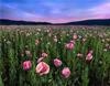 RUOPOTY Digital Painting Flower Sea Hand-Painted Wall Art Painting Unique Gifts On Canvas Sunset Pictures Home Decoration