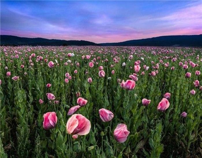 RUOPOTY Digital Painting Flower Sea Hand-Painted Wall Art Painting Unique Gifts On Canvas Sunset Pictures Home Decoration
