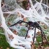 Giant Halloween Spider Decor Realistic Scary Prank Jumbo Fluffy Spider Creepy Crawler Halloween Party/Haunted House/Bar Scare Spider Decor