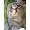 5D DIY Diamond Painting Tabby Cat Art Diamond Embroidery Rhinestones Decorations for Home