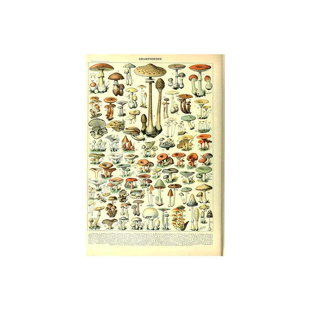 Vintage Vegetable Fruit Botanical Education Poster Mushrooms Chart Drawing Wall Art Canvas Painting for Living Room Decor Quadro