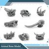 Toys Model Educational Simulated Animal Card Set Insect Plant Growth Cycle Cognitive Montessori Parish Home Open Learning Kids