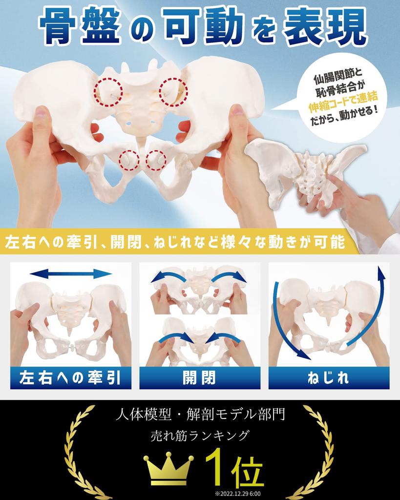 KIYOMARU Pelvis Model That Can Be Moved Human Body Bone Sacroiliac Elastic Female Easily, Model, Model, Joint, Cord, Mobility,