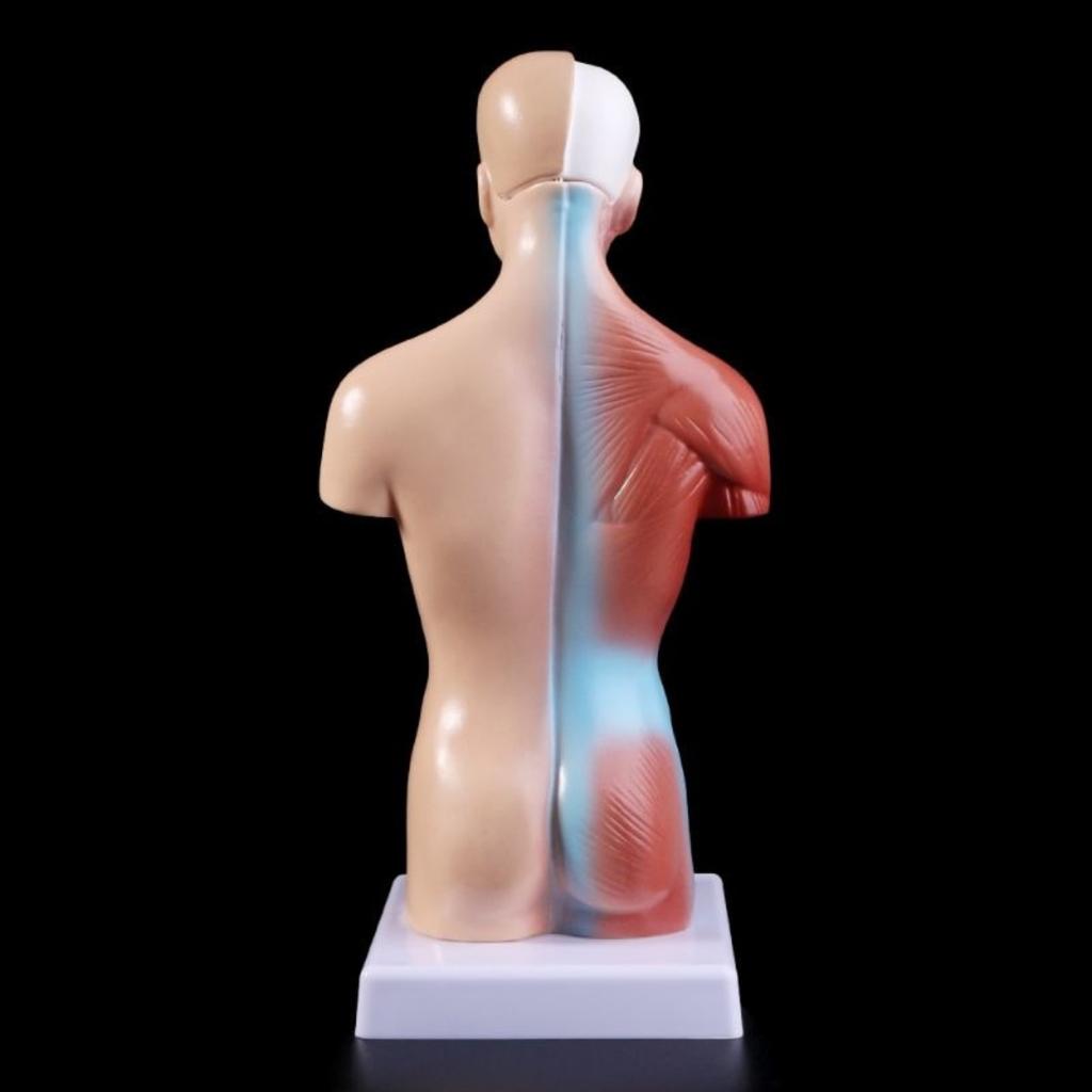 Anatomie umană Torso anatomic Model de corp Organe ale corpului uman Schelet Anatomie Postere Manichini Jucărie pentru corp Materiale medicale