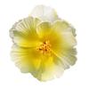 Tropical Plumeria Hibiscus Hair Clips for Women Lightweight Non Slip Grip Beach Wedding Vacation Party Hair Accessories