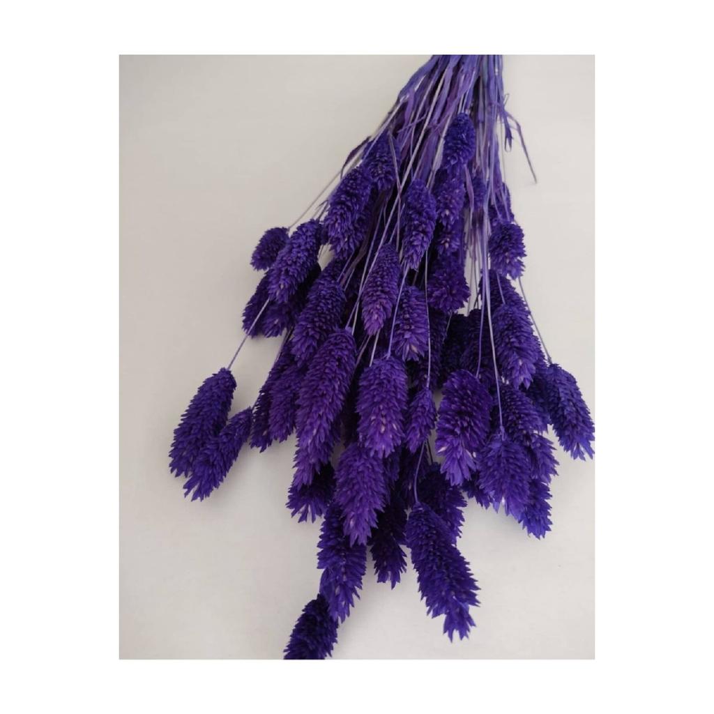 Getrocknete Blumenphalaris (Vogelmiere) Bündeln Sie 30 Zweige