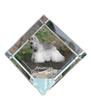American Cocker Spaniel, Merry Cocker – Crystal Cube with a Photo, Photo of a Horse In Crystal |
