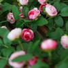 54/60 Heads Fake Rose Flowers Vine Real Touch Decoration Bouquet Artificial Flower  Balcony Decor