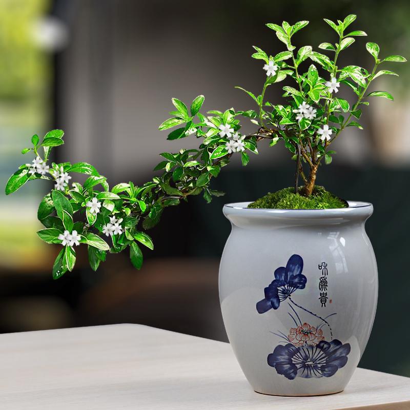 Blue & White Porcelain Flower Pot with Tray for Asparagus Fern, Money Tree, Orchid, Succulents & Bonsai