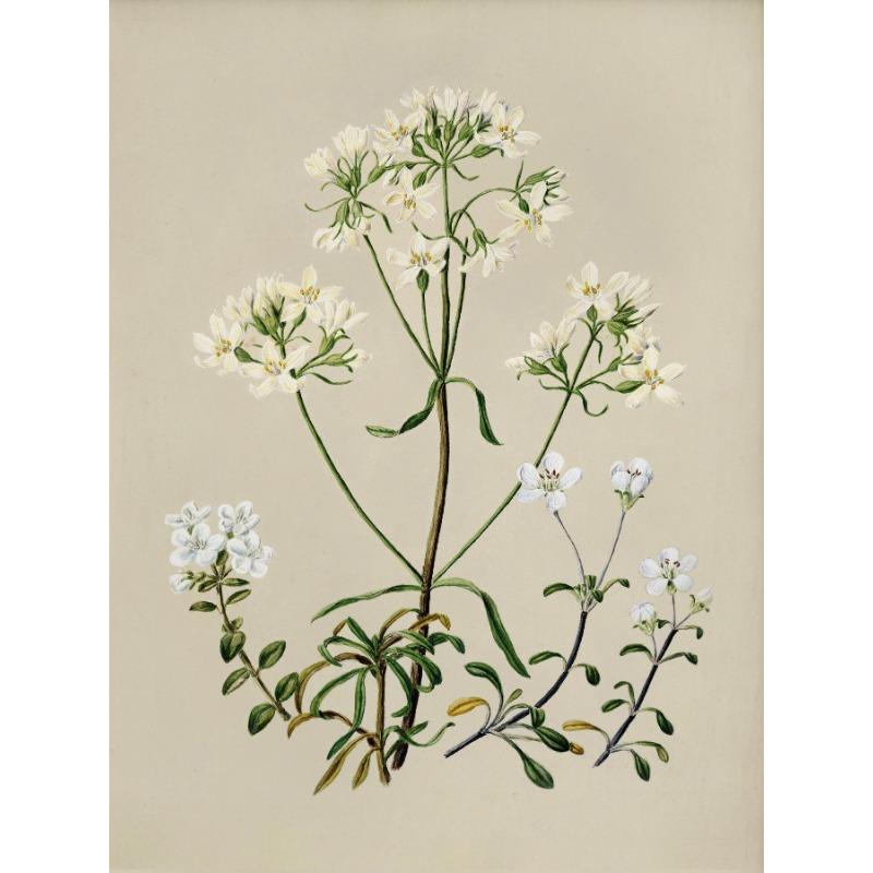 Vintage Beauty Style Botanical Flower Floral Gallery Art Poster Canvas Painting Wall Prints Picture for Living Room Home Decor