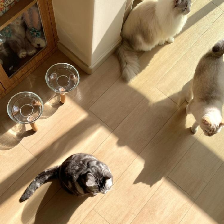 Elevated Dog Bowl Set Insert Dish Feeders And Easy To Clean Design For Small To Large Dogs Feeding Stand