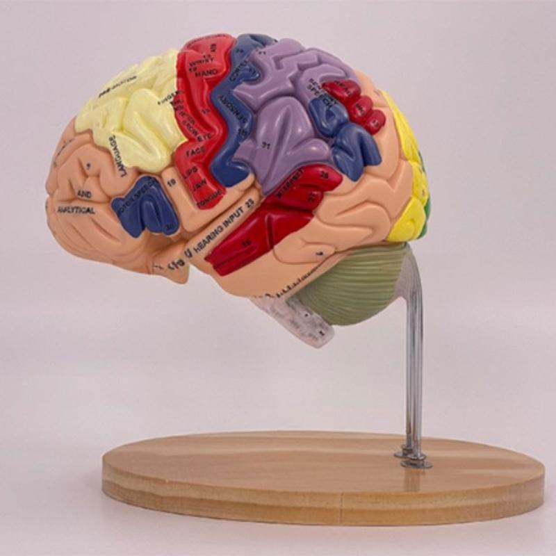 Modelo de Anatomía Cerebral Muestra el Tronco Encefálico y Otras Partes del Cerebro Humano