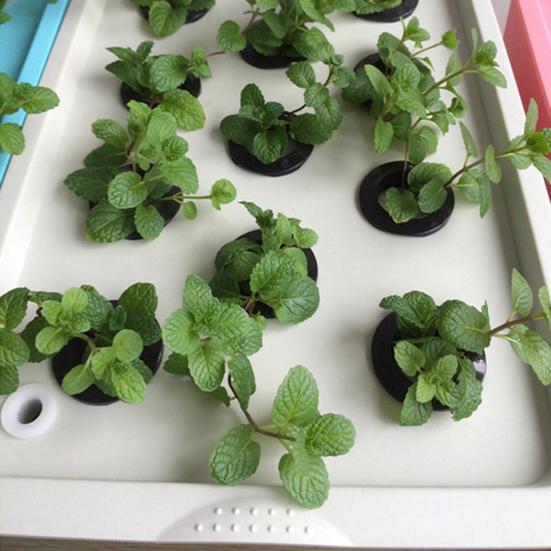 

Крытая коробка для выращивания овощей без почвы с 11 отверстиями для гидропонной системы