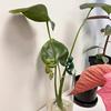 Plant Stand Hydroponic Plants Pothos Ivy Lucky Bamboo Succulents Cartoon Holder with Clamp Design Indoor Garden Decor