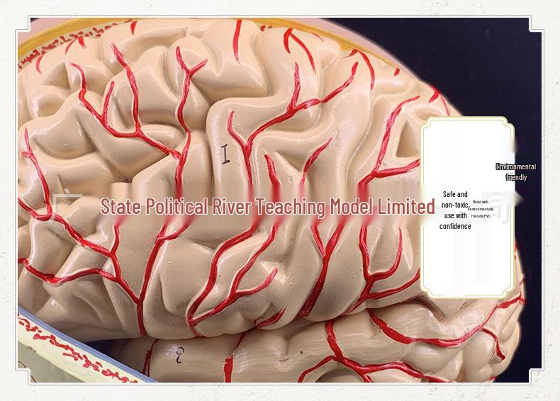 Natural Size Head Anatomy Model with Cerebral Arteries, 4-Part Mid-Sagittal Brain Section