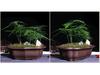 Extra-Large Breathable Purple Clay Square Bonsai Pot for Succulents and Green Plants