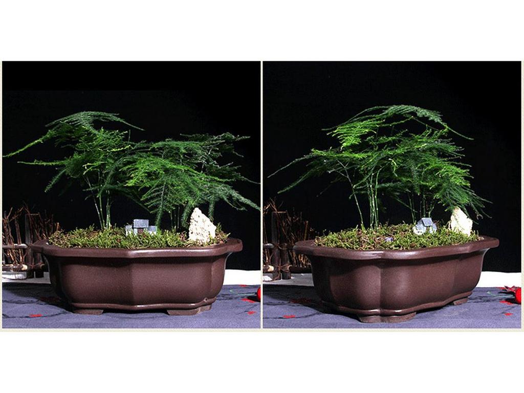 Extra-Large Breathable Purple Clay Square Bonsai Pot for Succulents and Green Plants