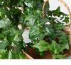 Artificial Ivy Wall-Hanging: Green Trailing Spider Plant Vines with Leaves