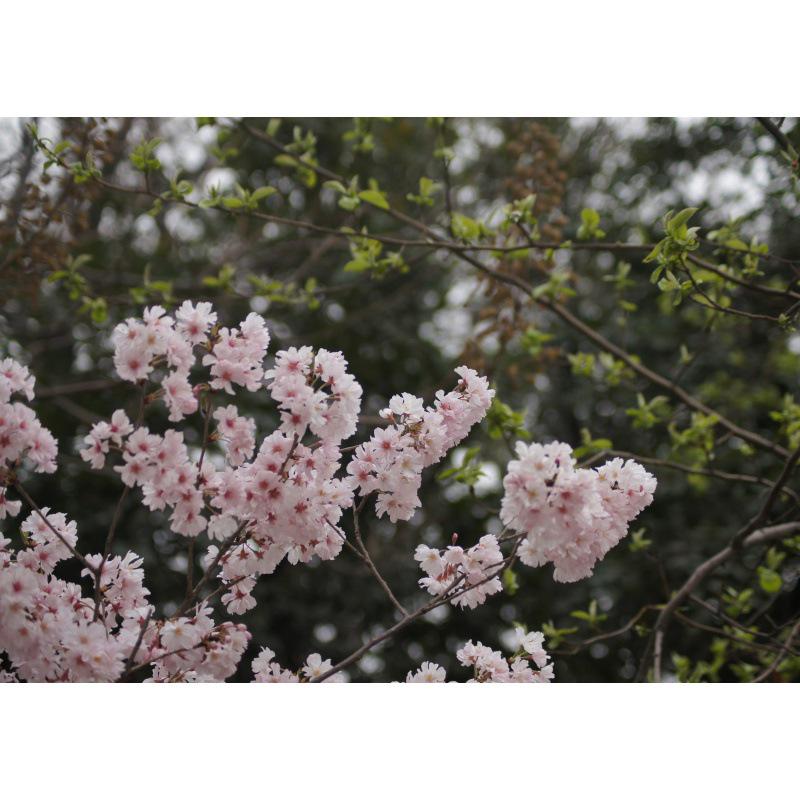 Pôster Flores de Cerejeira Desabrochando - Arte de Parede para Sala de Estar, Quarto, Bar, Dormitório