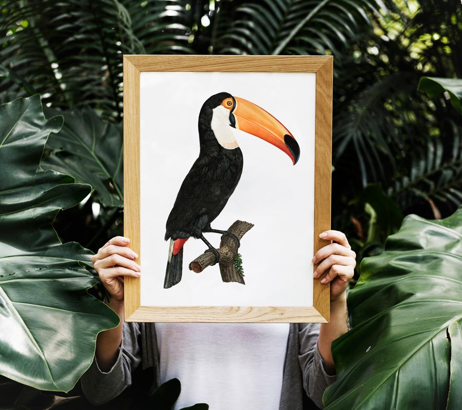 Toucan Bird Vintage Poster