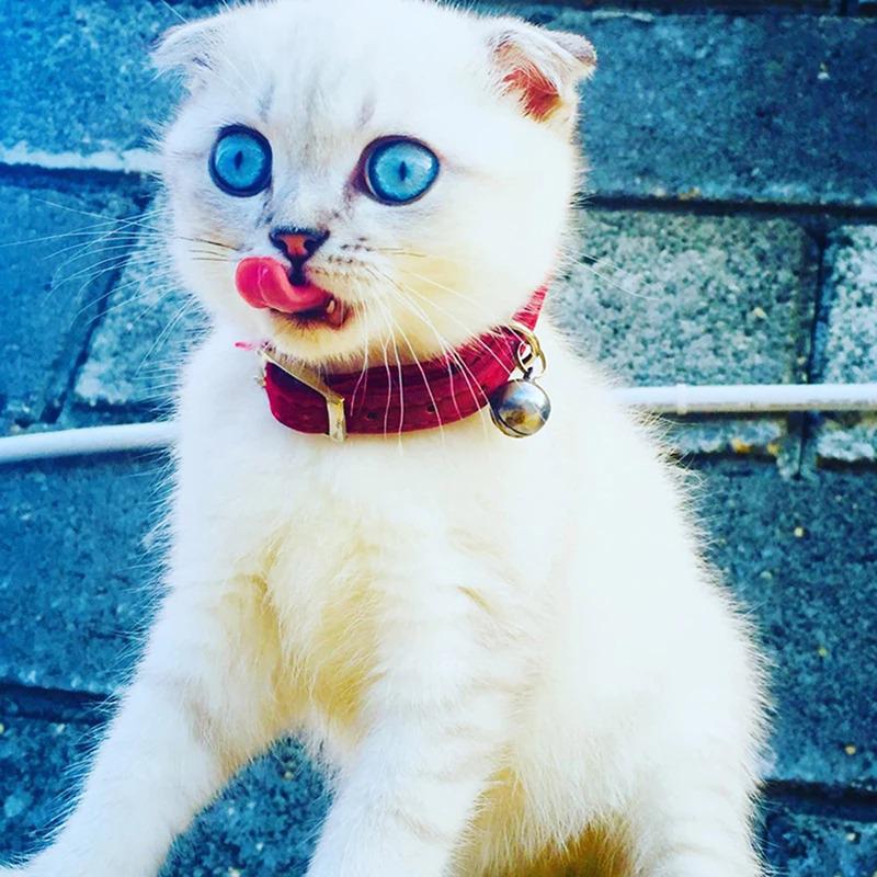 Heart Flocked Rhinestone Bell Cat Collar - Bestseller Pet Supplies In Stock