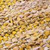 Living Room Rug In Braided Yellow Leather 120x170