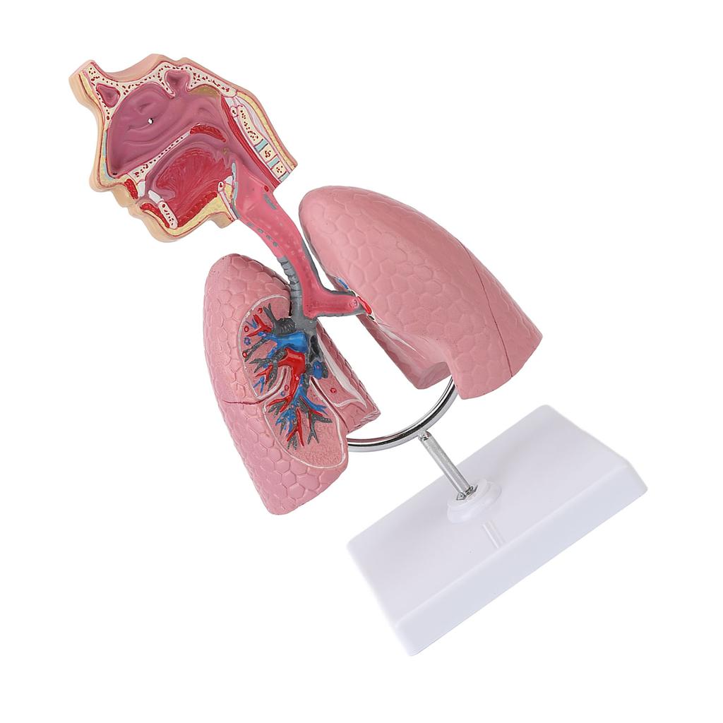 Respiratory System Model with Removable Heart Human Lung Anatomical Display for Students Study Teaching Tool