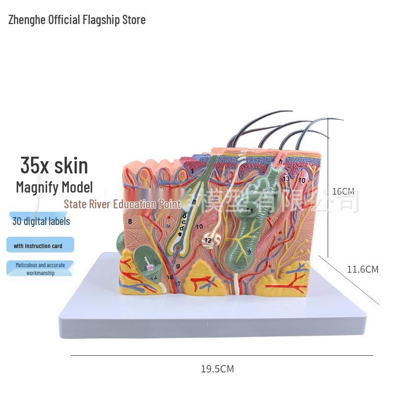 Magnified Anatomical Skin Tissue Model with Hair for Beauty & Plastic Surgery