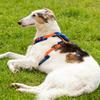 Adjustable Pet Vest Style Dog Chest Strap Harness Large Dog Chest and Back With Traction Rope Set For Large Dog Outdoor Supplies