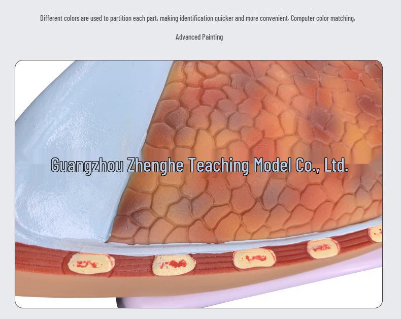 Modello Anatomico del Sistema Respiratorio Umano: Anatomia del Polmone con Alveoli Ingranditi