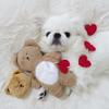 Perros – Juguetes para perros