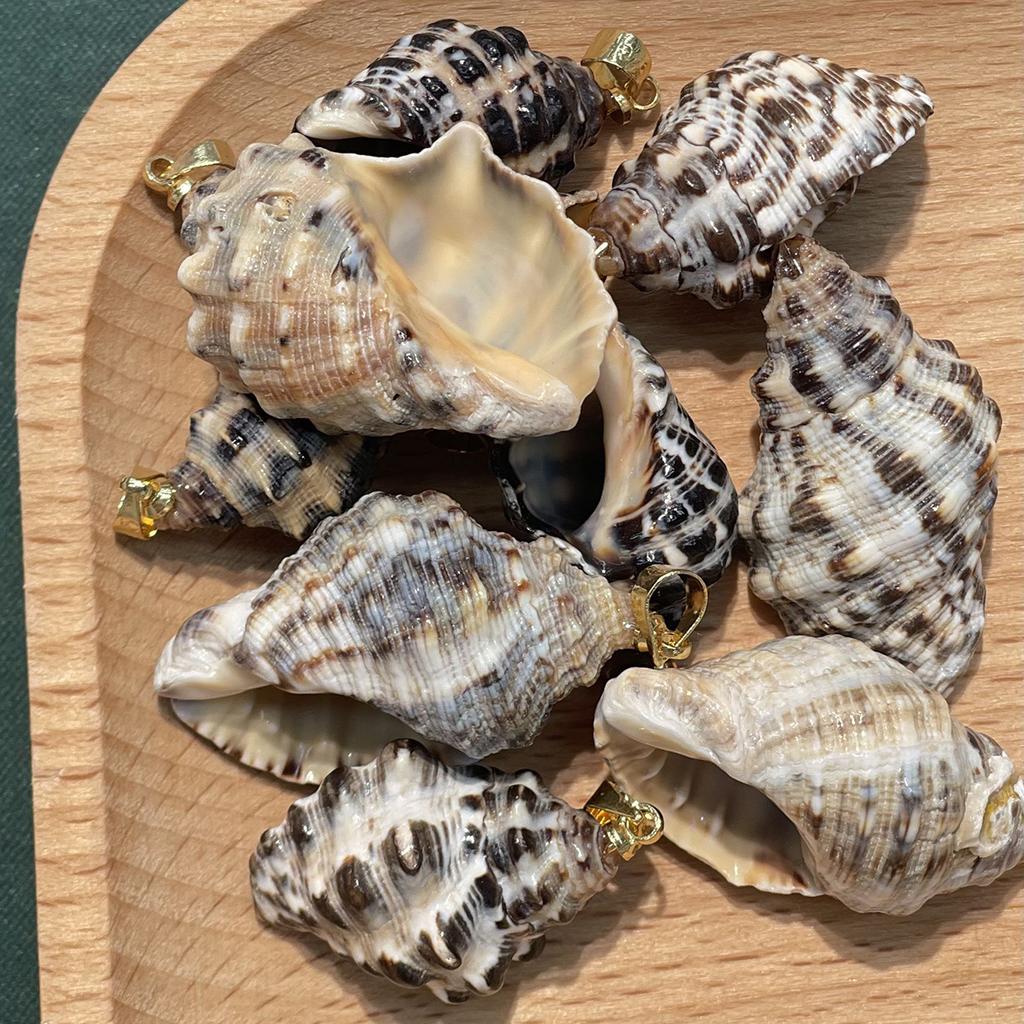 10Pcs Natural Black Rib Conch Shell Charms 12×20~22×35mm Seashell Pendants With Gold Bail Beach Jewelry DIY