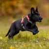 Orange Ramble Harness Guide And Everyday Harness Size S