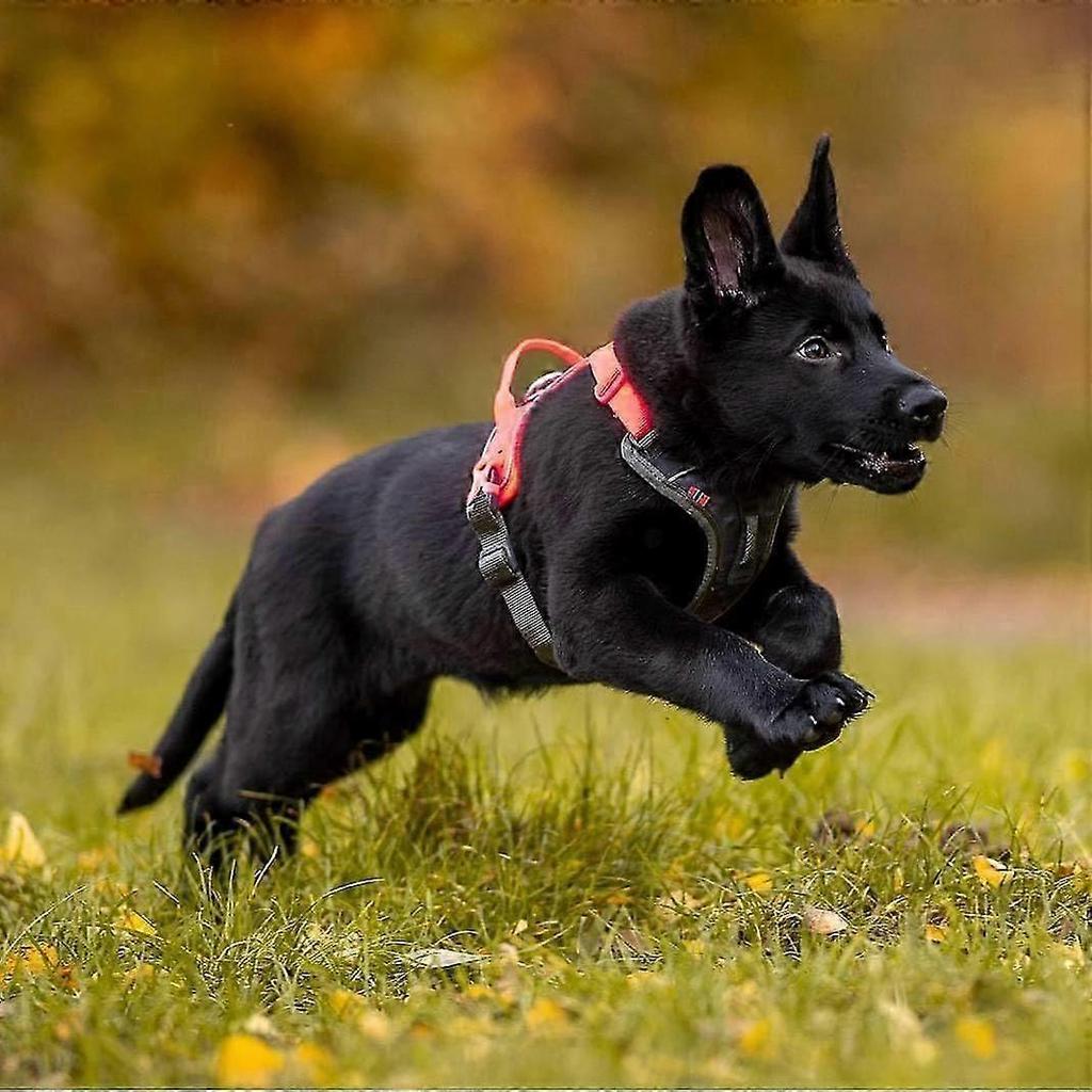 Orange Ramble Harness Guide And Everyday Harness Size S