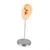 Ear Model, Earring Jewelry Display, Teaching Aid, Prop, Stainless Steel Holder, Stand for Retail,
