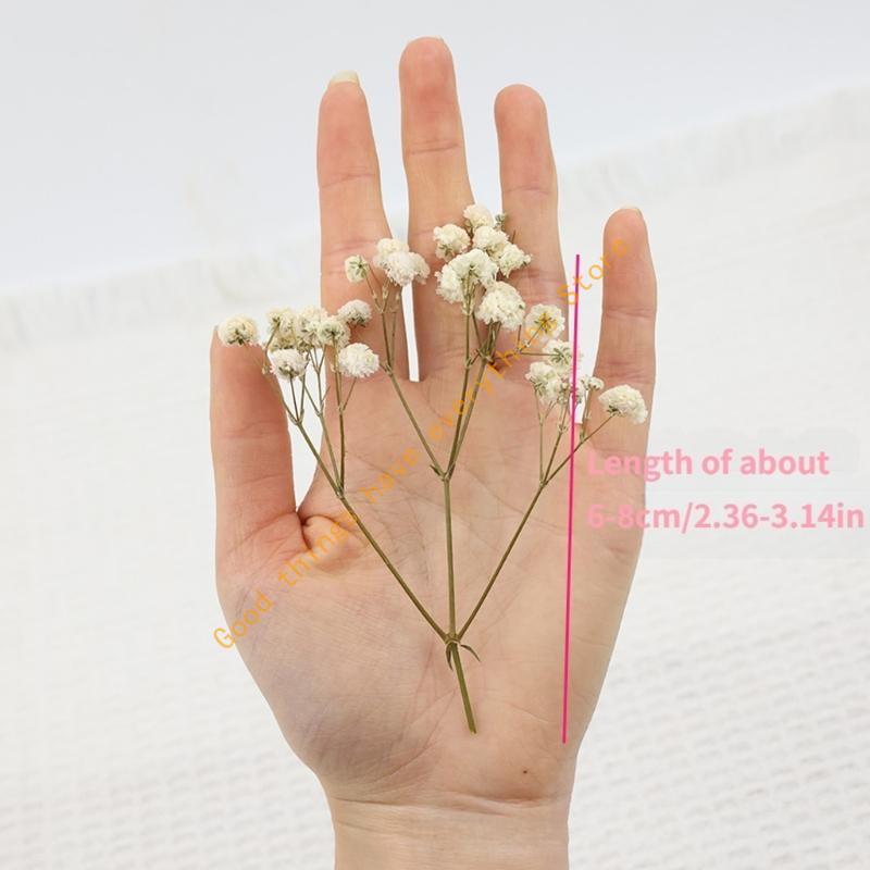 Set aus 50 getrockneten Schleierkraut-Bündeln, ewige Blumenstiele für Vasenarrangements, Dekoration, Tischmittelstücke 55KF