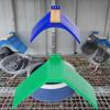 20pcs Pigeon Rest Stand Parrots Perches Frame Dove Dwelling Birds Perches Roost Poultry Plastic Rest Supplies Accessoires