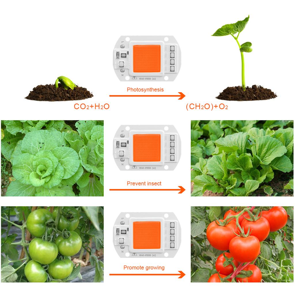 LED Grow Light Lamp Chip Full Spectrum 110V 220V LED Chip COB Lamp Beads 20W 30W 50W For Indoor Seeding Vegetable Flower Plants Grow Spotlight Bulb