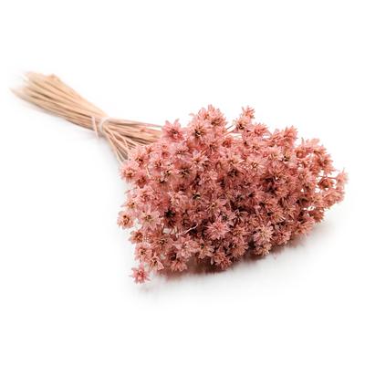 Hügelblume - Rosa