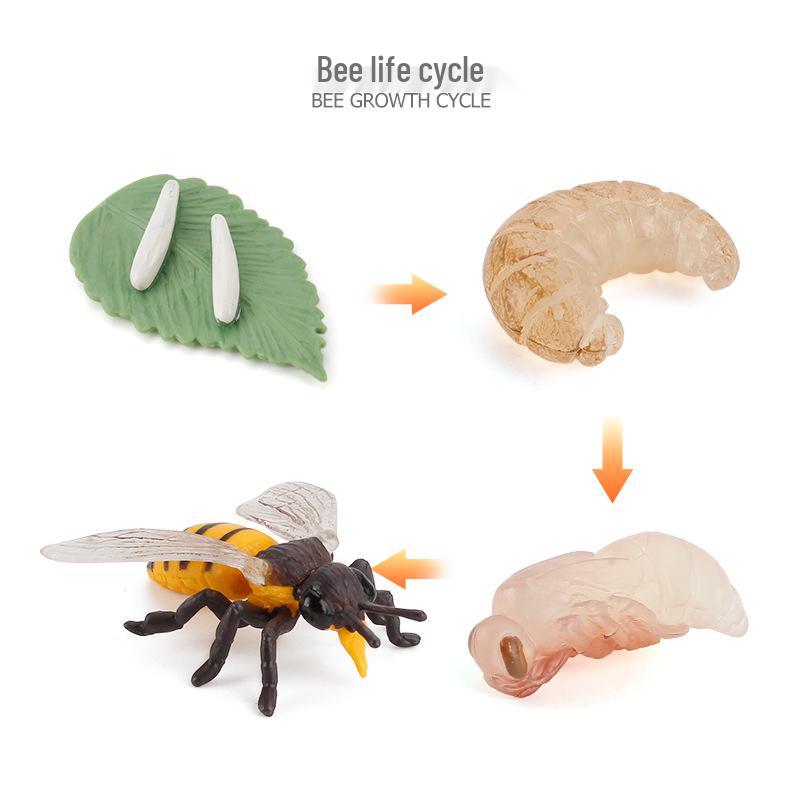Animal Growth Cycle Models: Chicken, Duck, Goose, Butterfly, Turtle, Frog Montessori Teaching Figurines