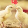 20Pcs Chicken Automatic Drinker Buckle Type Poultry Waterer Drinking Nipple Farm Accessories
