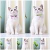 Collare per gatti personalizzato Collare per cani in nylon riflettente Collari identificativi con campana Incisione gratuita per gatti Cani di piccola taglia Chihuahua 10 colori