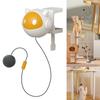 Bouncing Toy Cats and Felines Fun Exercise and Entertainment Cats Toy