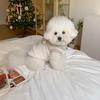 Pet Cotton Coat Autumn And Winter Schnauzer Teddy Bichon Pomeranian Cat And Dog Clothes Thickened And Warm