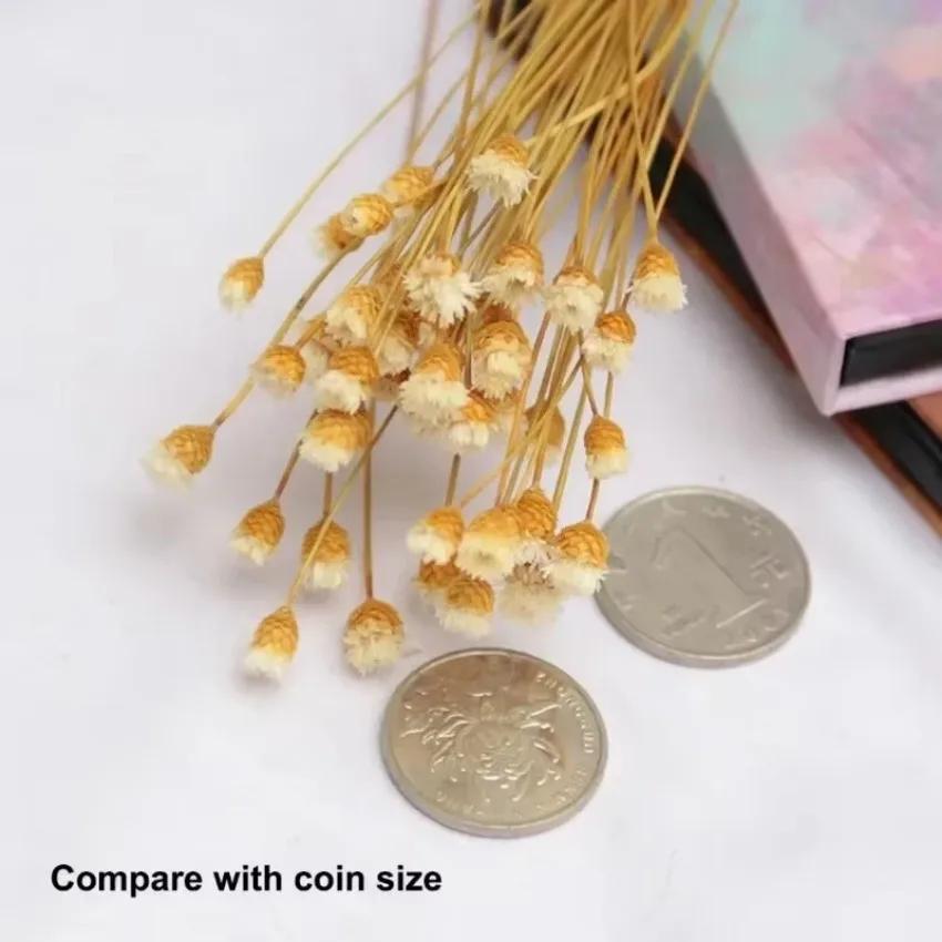 50 Bouquets Natural Real Small Dried Flowers Bouquets Brazilian Lucky Flowers Preserved Flowers Home Decoration Dried Flower