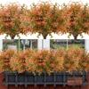 Yousheng Artificial Fall Flowers UV Resistant Fake Violets Maple Leaf Picks Orange Realistic Faux Plants for Autumn Thanksgiving Home Indoor Outdoor